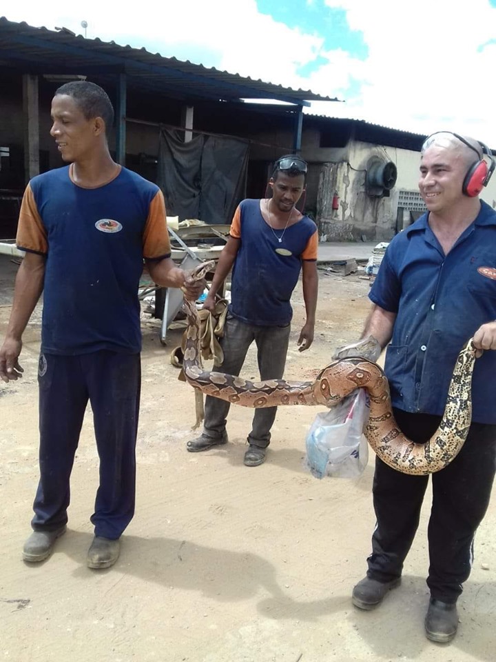 Jibóia resgatada em fábrica de calçados em Barbalha