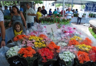XI Festival das Flores de Holambra chega ao Cariri