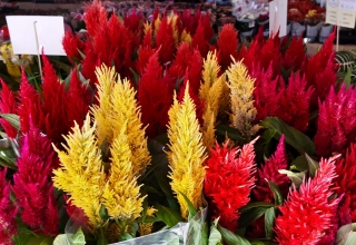 XI Festival das Flores de Holambra ficará até terça-feira no Cariri