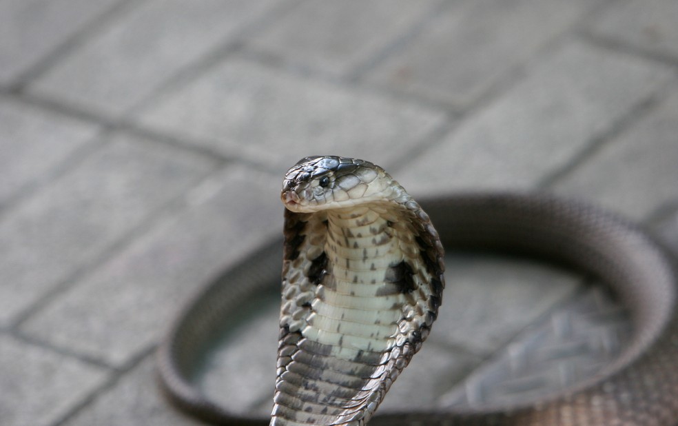 Cobra da espécie Naja, em imagem de arquivo